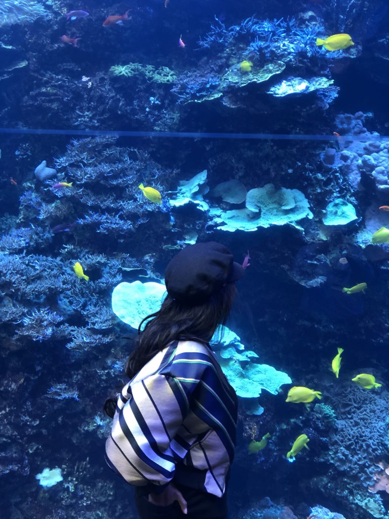 Five Reasons To Visit The Georgia Aquarium - Talking With Tami